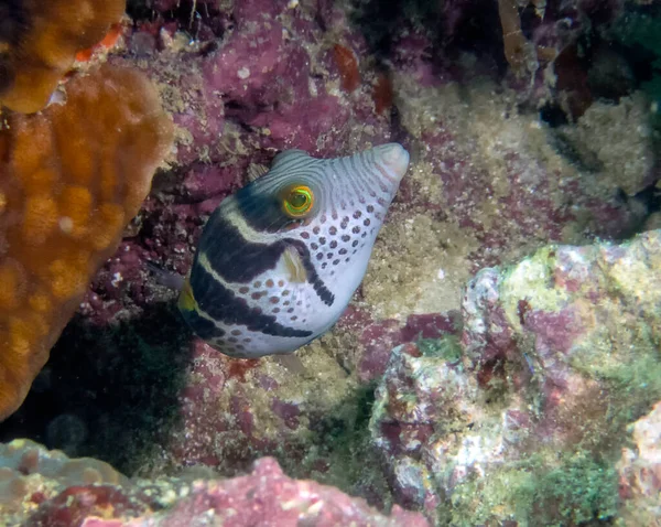 Small Black Saddled Toby Canthigaster Valentini — Stock Photo, Image