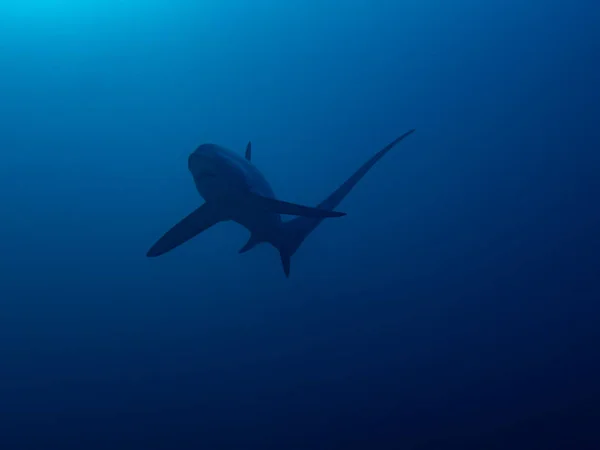 Pelagic Thresher Shark Alopias Pelagicus — Stock Photo, Image