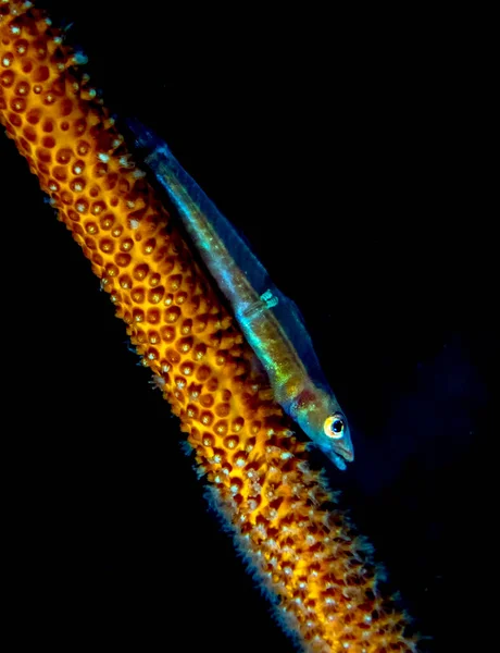 Whip Coral Goby Bryaninops Yongei — 스톡 사진