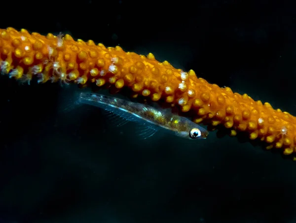 鞭サンゴゴビー ブラニノプスYongei — ストック写真
