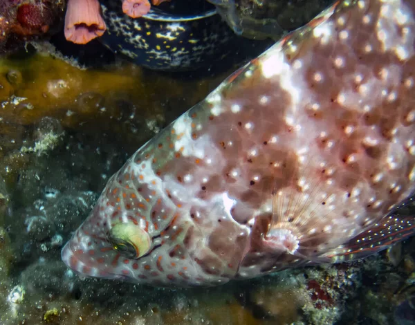 Wrasse Florale Cheilinus Chlorourus — Photo