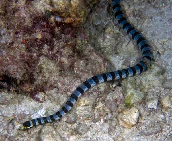 라이트 Laticauda Colubrina — 스톡 사진