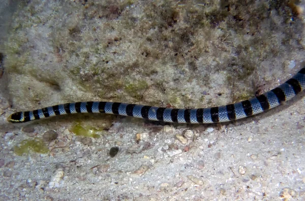 Sarı Dudaklı Deniz Krait Laticauda Colubrina — Stok fotoğraf