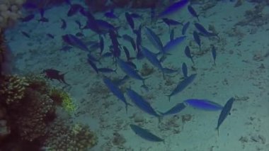 Kızıl Deniz Piyadeleri (Caesio suevica) Kızıl Deniz, Mısır