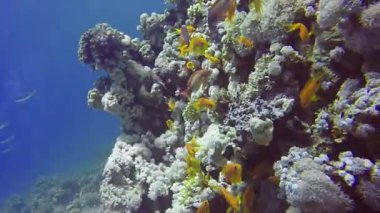 Kızıl Deniz, Mısır 'da Altın Anthias (Pseudanthias squamipinnis)
