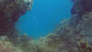 Cüceler namı diğer Glassfish (parapriacanthus ransonneti) Kızıl Deniz, Mısır 'da bir resif üzerinde