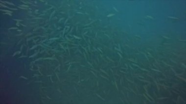 Kızıl Deniz, Mısır 'da bir enkazda saklanan bir balık sürüsü.