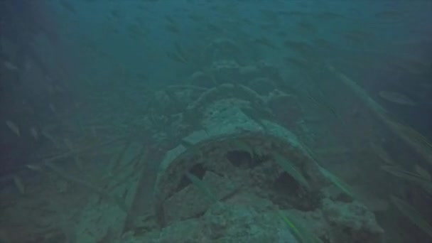 Kızıl Deniz Mısır Bir Enkazda Saklanan Bir Balık Sürüsü — Stok video