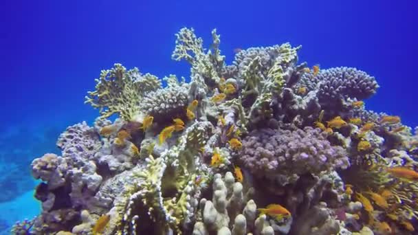 Antías Doradas Pseudanthias Squamipinnis Mar Rojo Egipto — Vídeos de Stock