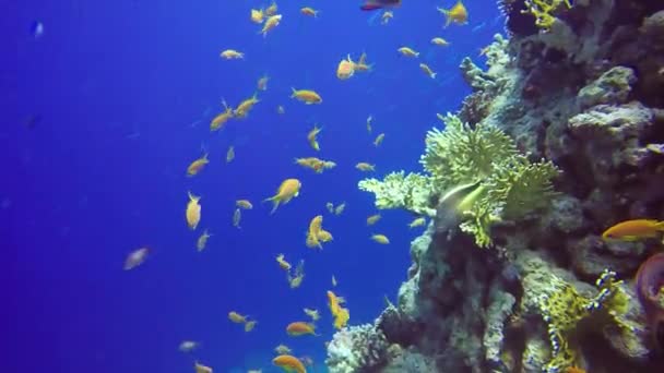 Kızıl Deniz Mısır Çilli Şahin Balığı Paracirrhites Forster — Stok video