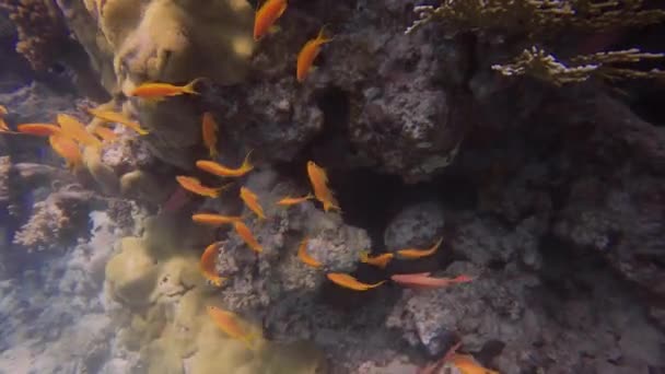 埃及红海中的金凤尾鱼 Ppseudanthias Squamipinnis — 图库视频影像