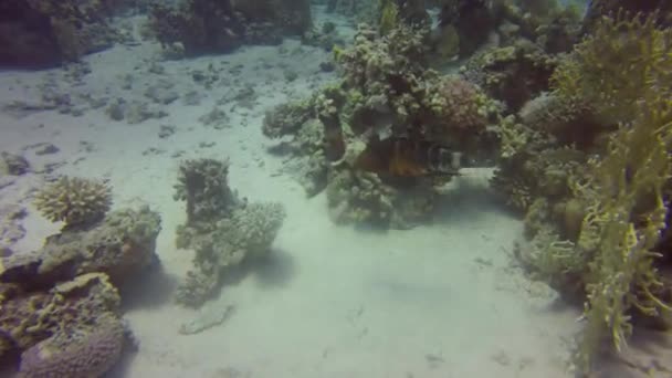 Rödbröstad Vrasse Cheilinus Fasciatus Röda Havet Egypten — Stockvideo