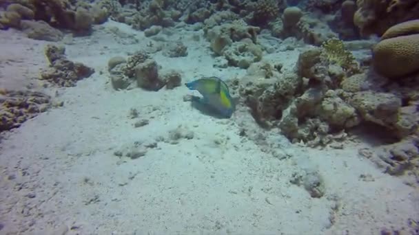 Steephead Parrotfish Chlorurus Microrhinos Red Sea Egypt — Stock Video