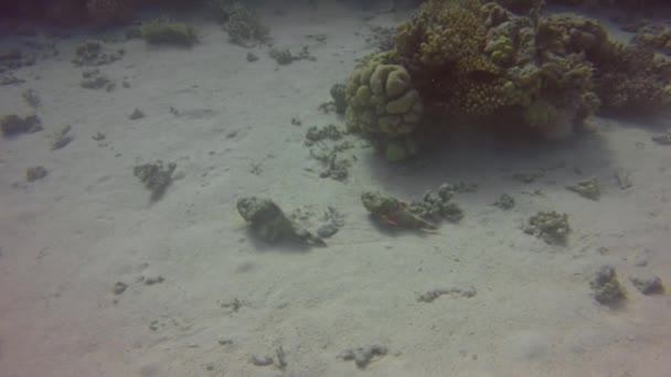 Två Devil Scorpionfish Scorpaenopsis Diabolus Rör Sig Längs Havsbotten Röda — Stockvideo