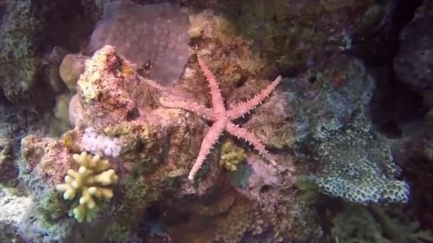 Mısır Kızıldeniz Bir Kayanın Üzerinde Bir Mısır Deniz Yıldızı Gomophia — Stok video