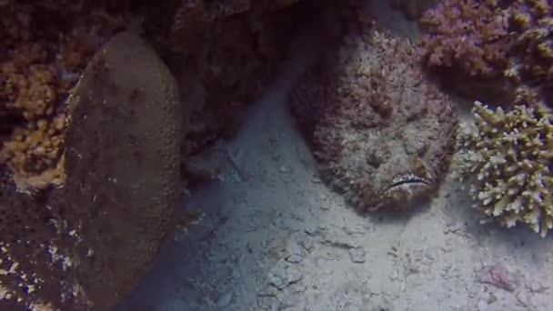 埃及红海的珊瑚礁石鱼 Synanceia Verrucosa — 图库视频影像