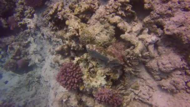 埃及红海的珊瑚礁石鱼 Synanceia Verrucosa — 图库视频影像
