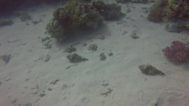 Två Devil Scorpionfish Scorpaenopsis Diabolus Rör Sig Längs Havsbotten Röda — Stockvideo