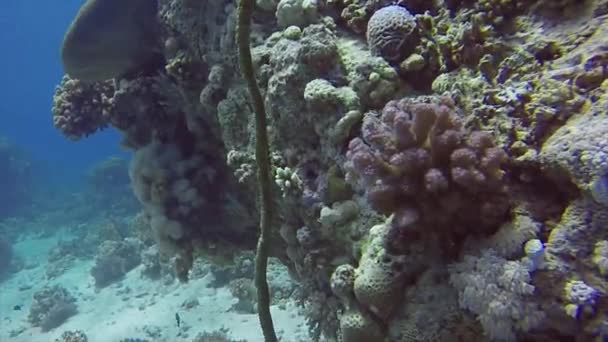 Whip Coral Goby Bryaninops Yongei Mar Rojo Egipto — Vídeo de stock