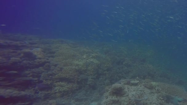 Una Scuola Pesci Esca Vicino Una Barriera Corallina Nel Mar — Video Stock