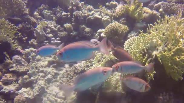 エジプト紅海のサンゴ礁の避難所に近いルナルタル ビグアイ プラカントス ハムラー — ストック動画
