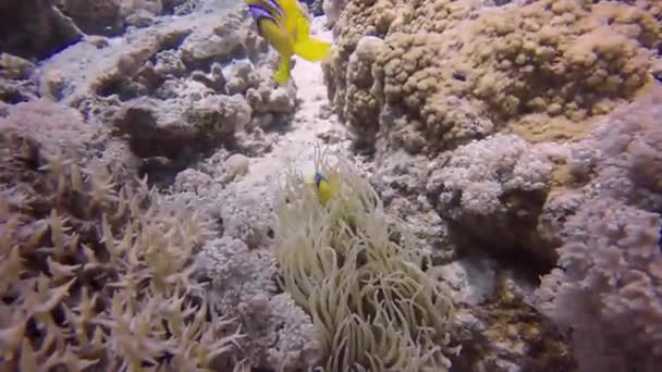 Anémona Del Mar Rojo Amphiprion Bicinctus Anémona Egipto — Vídeos de Stock