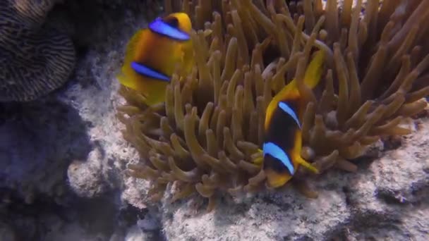 Red Sea Anemonefish Amphiprion Bicinctus Anemone Egypt — Stock Video