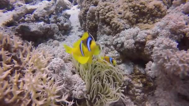 在埃及 红海海葵 Amphiprion Bicinctus 中的海葵 Anemonefish — 图库视频影像