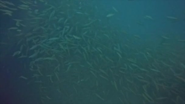 Школа Риб Сховалася Затонулому Березі Червоного Моря Єгипет — стокове відео