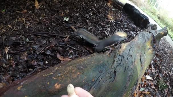 Esquilo Cinzento Oriental Sciurus Carolinensis Sendo Alimentado Mão Parque Inglaterra — Vídeo de Stock