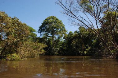 Amazon Nehri Amazon ormanında Brezilya 'da Manaus yakınlarında
