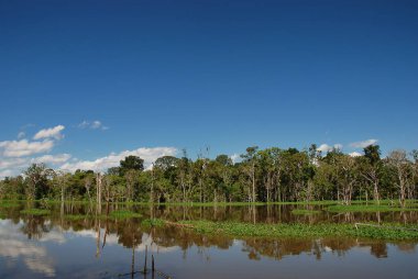 Amazon Nehri Amazon ormanında Brezilya 'da Manaus yakınlarında