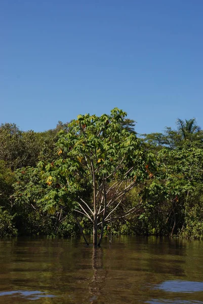 The River Amazon in the Amazon jungle near Manaus in Brazil