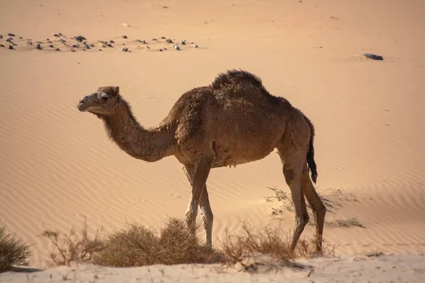 Sina Çölü Nde Tek Hörgüçlü Bir Dromedary Devesi Camelus Dromedarius — Stok fotoğraf