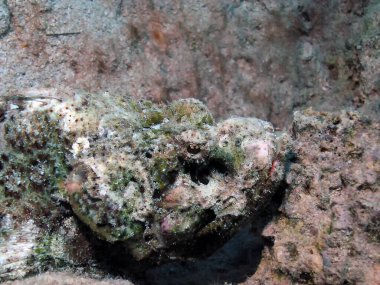 Sakallı Akrep Balığının (Scorpaenopsis barbata) yakın çekimi)