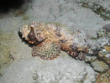 Sakallı Akrep Balığının (Scorpaenopsis barbata) yakın çekimi)
