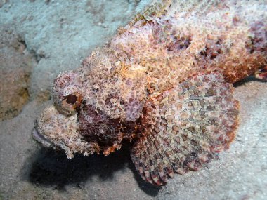 Sakallı Akrep Balığının (Scorpaenopsis barbata) yakın çekimi)