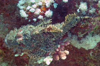 Sakallı Akrep Balığının (Scorpaenopsis barbata) yakın çekimi)