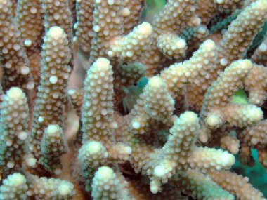 Mavi Yeşil Krom (Chromis viridis)