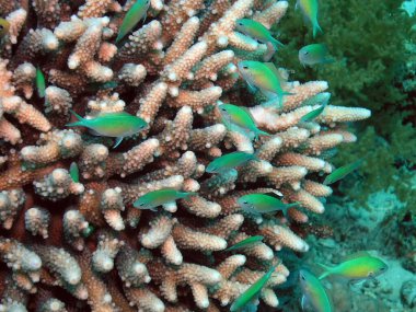 Mavi Yeşil Krom (Chromis viridis)