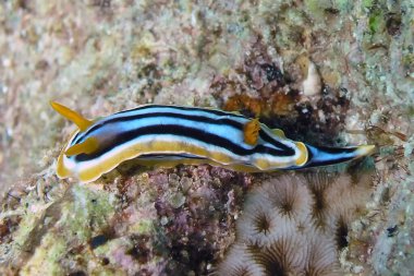 Kızıl Deniz 'de bir pijama çıplaklığı (Kromodoris Dörtgeni)