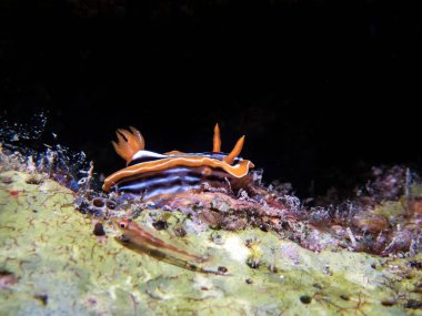 Michel 'in Hayalet Goby' si (Pleurosicya Micheli)