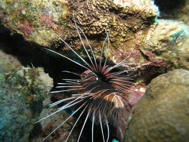 Kızıl Deniz 'de Clearfin Aslan Balığı (Pterois radiata)