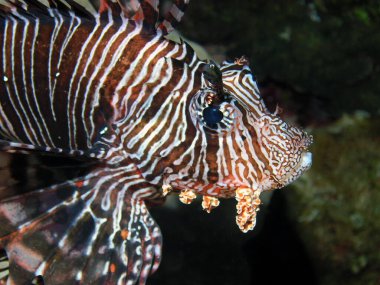 Kızıl Deniz 'de Aslan Balığı (Pterois volitans)
