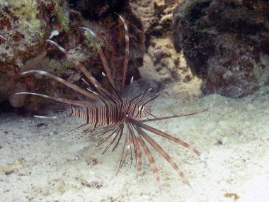 Kızıl Deniz 'de yaşayan genç bir Aslan Balığı (Pterois volitans)  