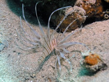 Kızıl Deniz 'de yaşayan genç bir Aslan Balığı (Pterois volitans)  