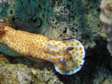 Kızıl Deniz 'de Sevimli Risbecia (Risbecia pulchella) çıplaklığı   