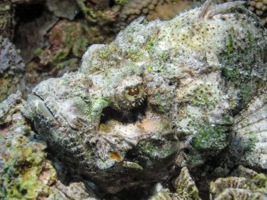 Kızıl Deniz 'de Bir Şeytan Akrep Balığı (Scorpaenopsis diabolus)