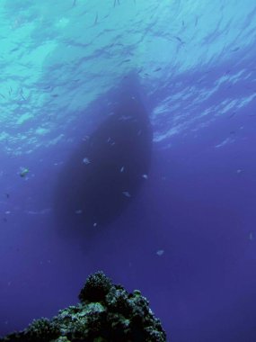 Mısır 'da Kızıl Deniz' in yüzeyindeki bir dalış teknesinin ana hatlarına bakıyorum.