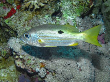 Ehrensberg Snapper (Lutjanus ehrenbergii) Kızıl Deniz 'de